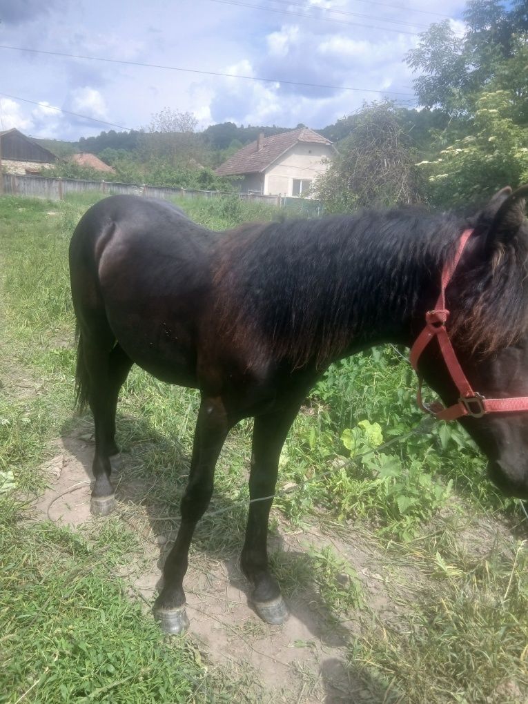 Vând mânz de un an mai multe detalii la telefon