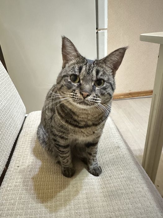 Срочно отдаю кошку даром