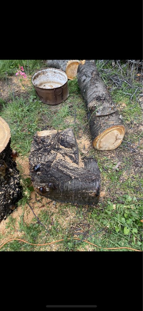 Череша ствол за дървен материал