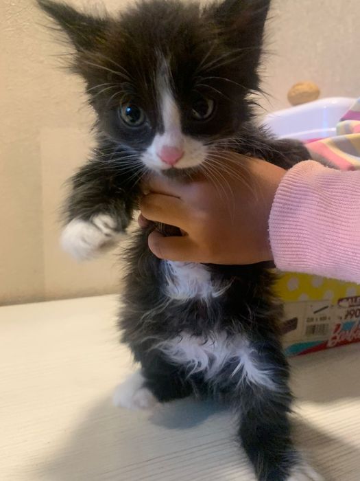 Отдаем котяток в добрые руки