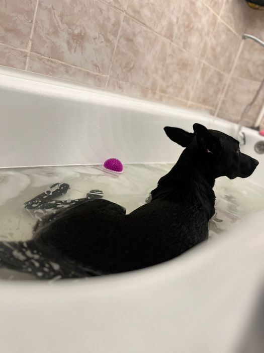 Отдам девочку аммериканский стаффордширский терьер