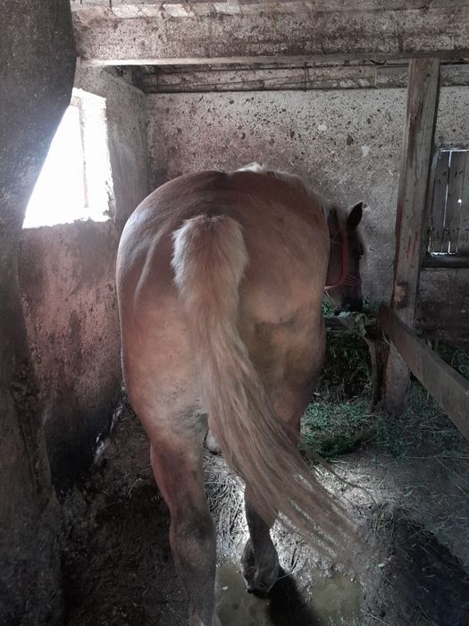 De vanzare iapa 9 ani