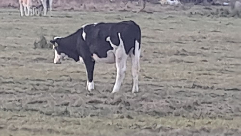 Balțată Românească 4900bucata