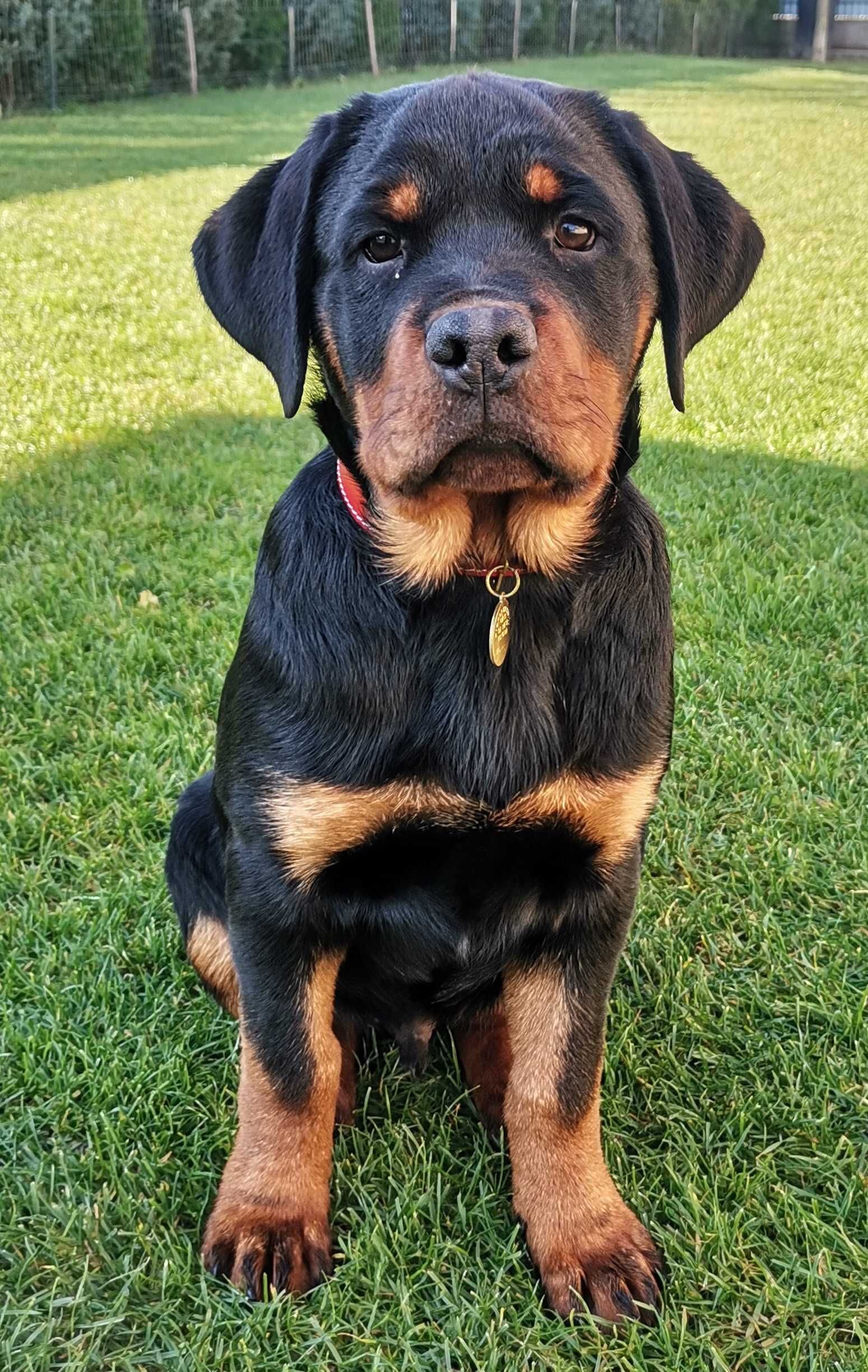 Pui Rottweiler cu pedigree