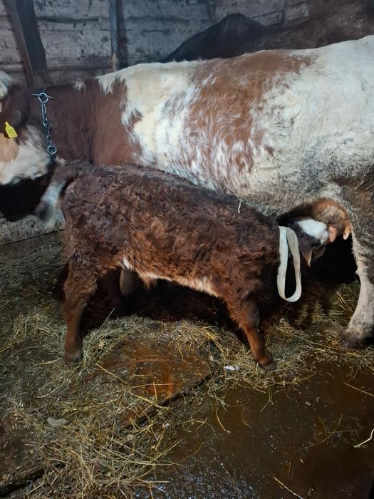 vaca de vanzare la prima fatare