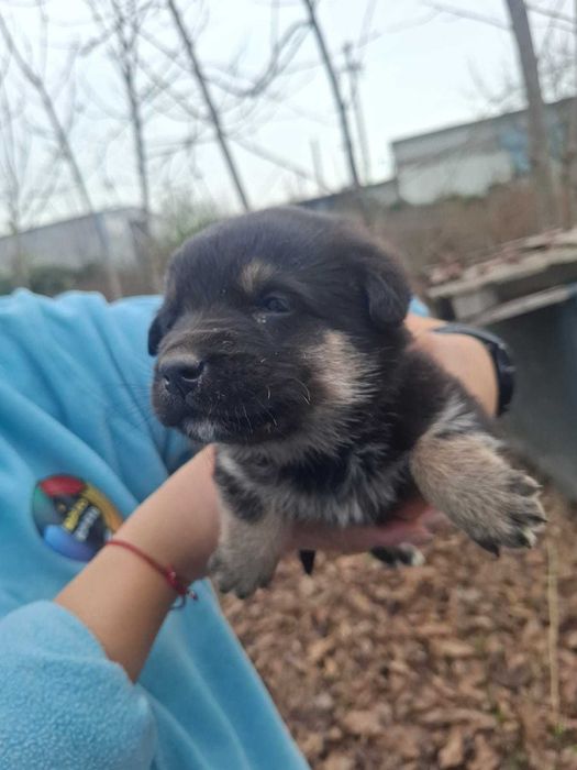 Catelusi pentru adoptie