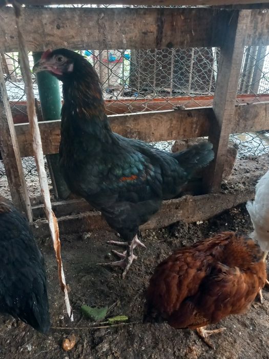 Петли и пуйки и пуяци