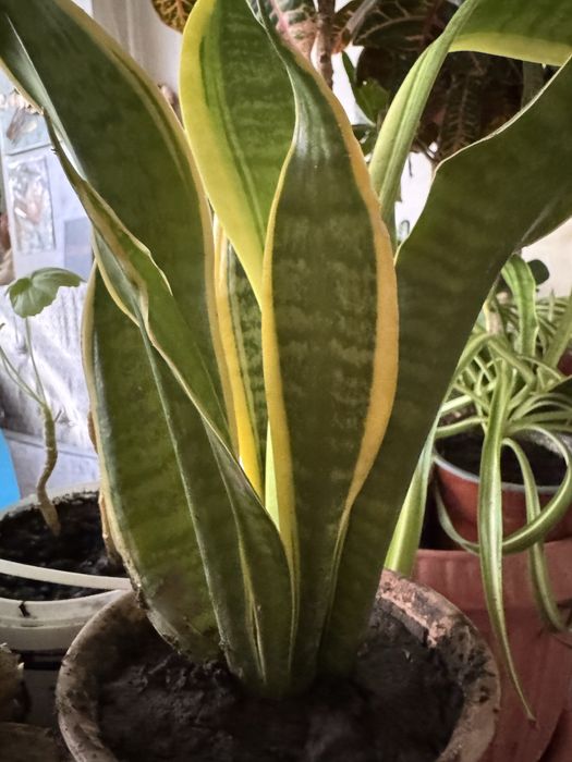 Сансиверия трехполосая