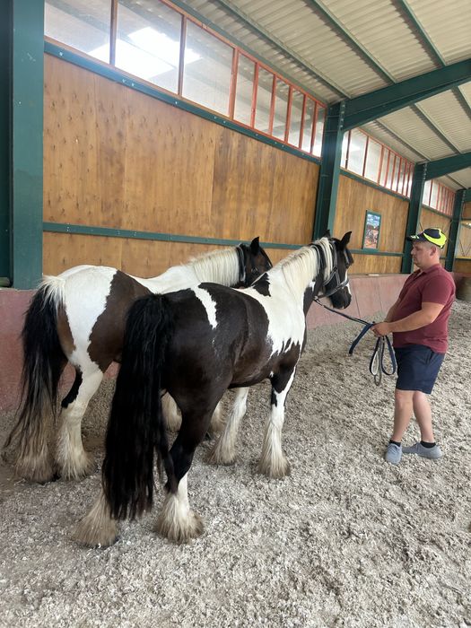Pereche de gipsy vanner tinkeri