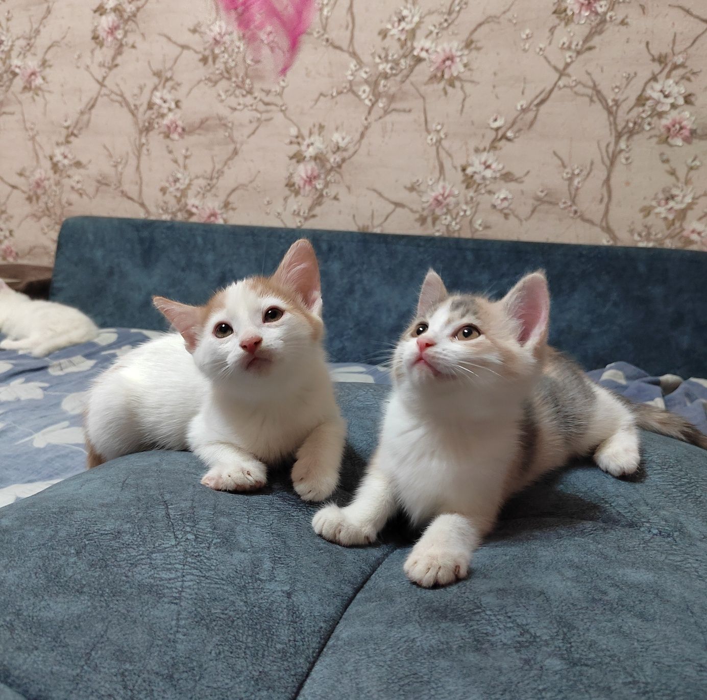 Продам котят метисов