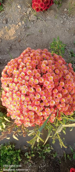 Гул Хризантема глобус гулари