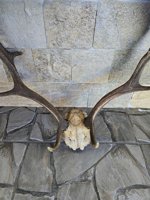 Трофейни рога с череп от Елен