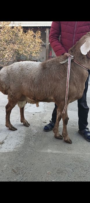 Arashan zotlik quylar sotiladi