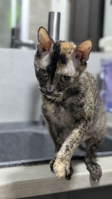 Уральский рекс кошка