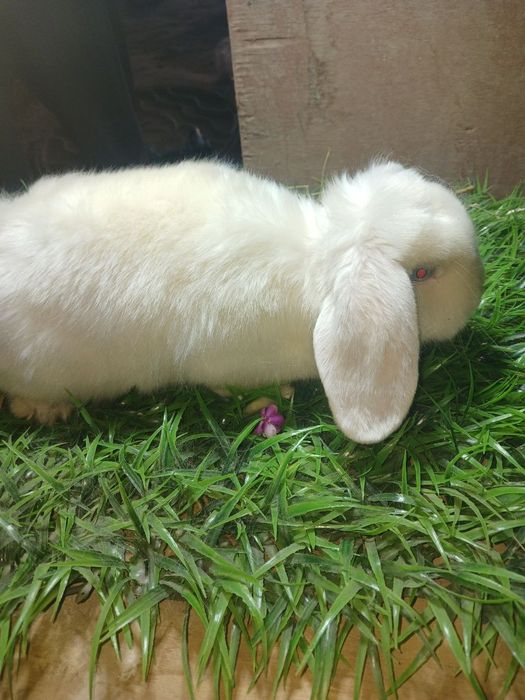 Quyon karlik baran almaz glaz stin samka