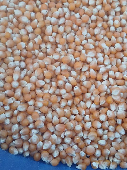 Amerikancha Popcorn doni