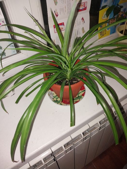 Комнатные растения