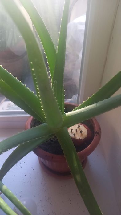 алоэ лечебное 4-5 лет пишите звоните