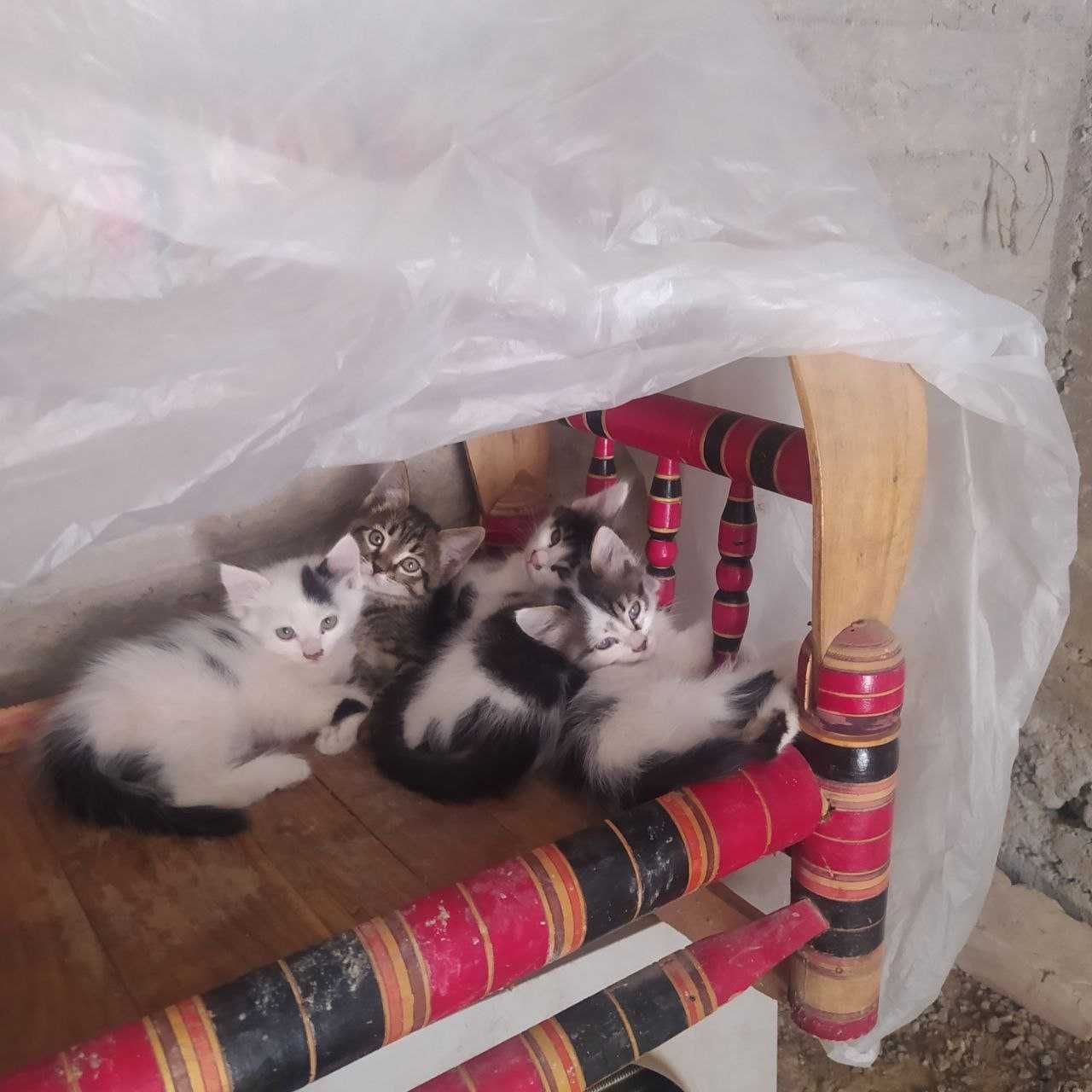 Котята бесплатно