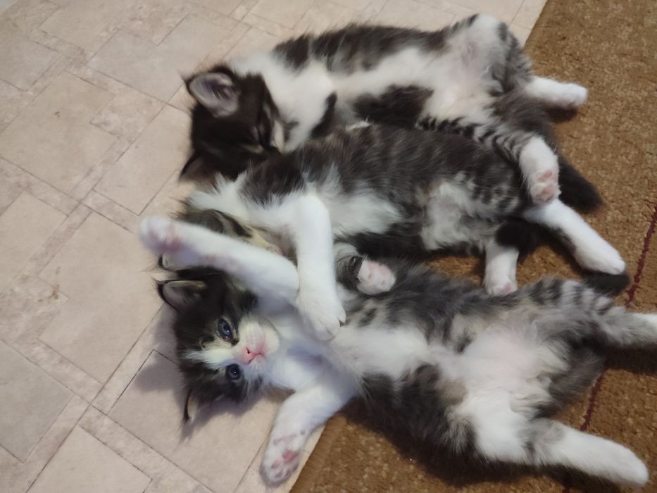 Отдам котят в добрые руки