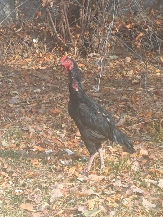 Dakan xuroz sotiladi