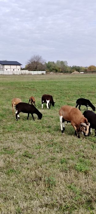 Vind oi de carne, menționez oile  nu se mulg