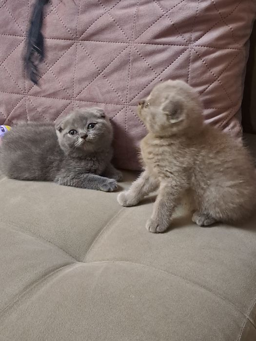 Шотладски клепоухи котета
