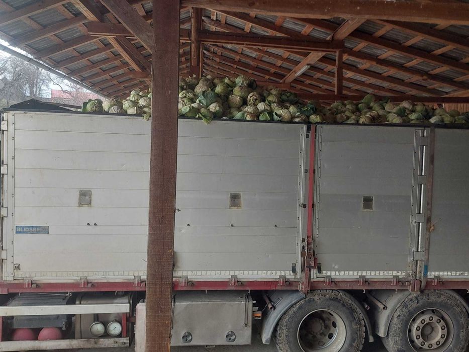 Varza in cantitate mare