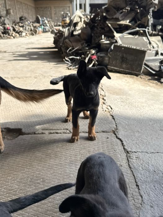 toza qonli nemiz afcharkasi sotiladi 3 oylik sogʻlom