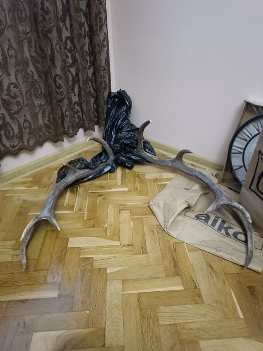 Еленски рога трофеи - 5 разклонения на рог