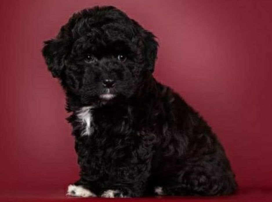 Щенок мальтипу F1, мальчик