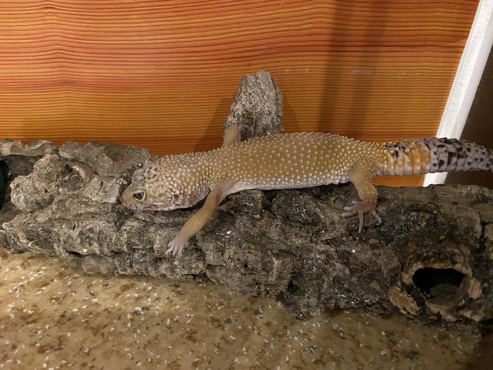 Gecko Leopard matur 1+