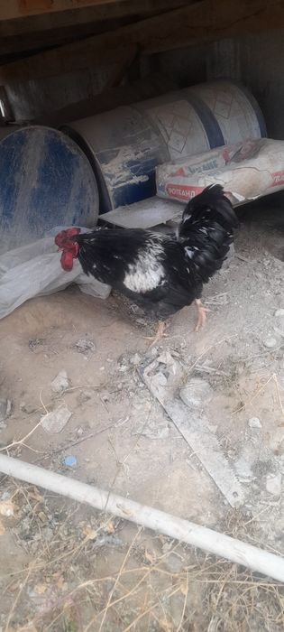 Кораз домашни 2 ж