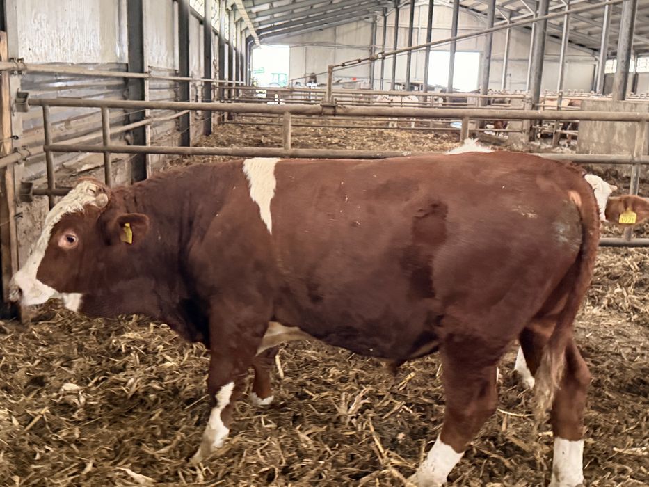 Taur reproductie cu C.Z.