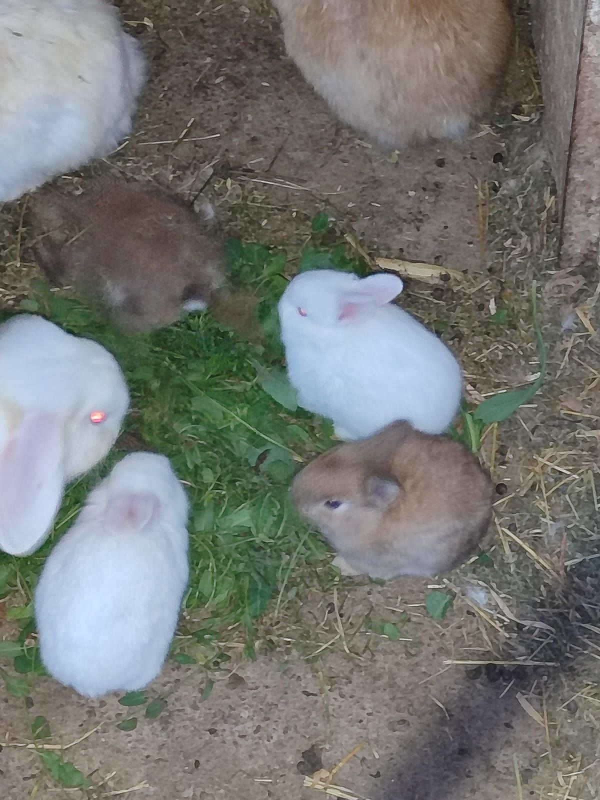 Iepuri mici ,pui, rasa mica de frumusețe  iepurasi