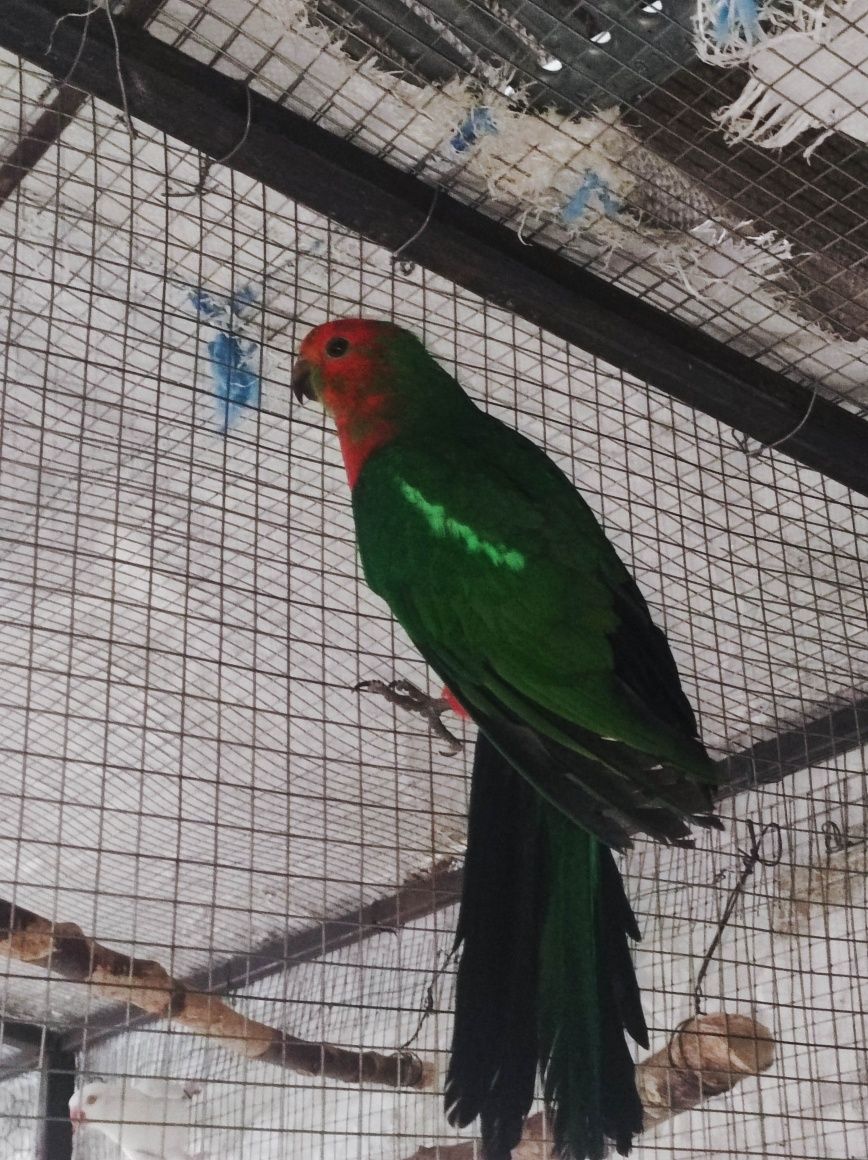 Papagali Rege Australian