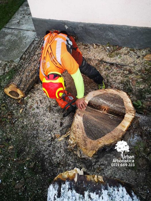 Taiere Copaci Periculoși Pomi Fructiferi Uscați - Arborist Cluj-Napoca