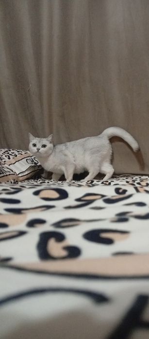 serebro shinshilla britan sterilizatsiya