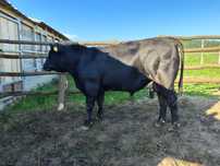 Tauri Angus de reproductie