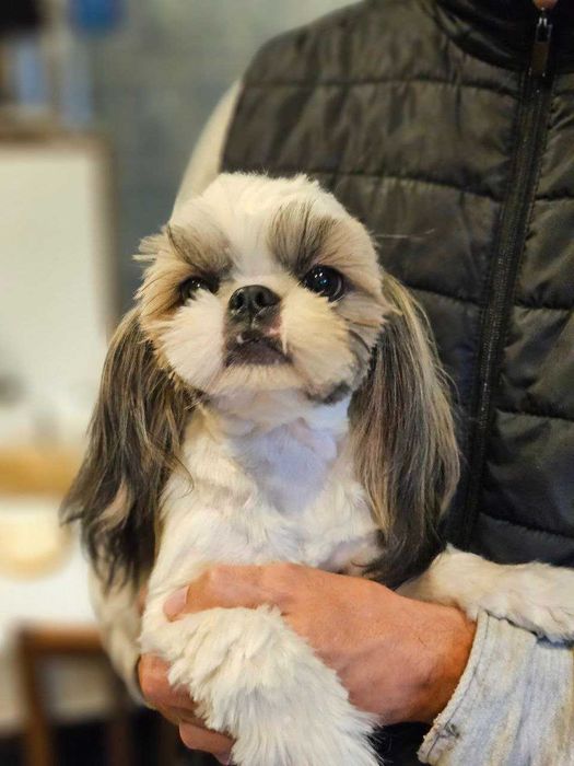 Shih Tzu, femelă, 12 luni, tunsă