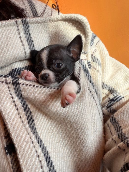 Чистокръвно Чихуахуа