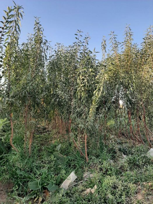 Daraxt ko‘chatlari/Ростки дерева СЕРТИФИКАТЛАНГАН. КАРАНТИНЛАНГАН.