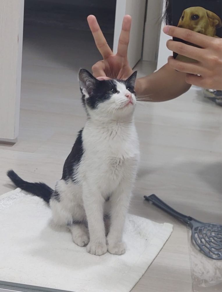 Отдам котенка бесплатно даром