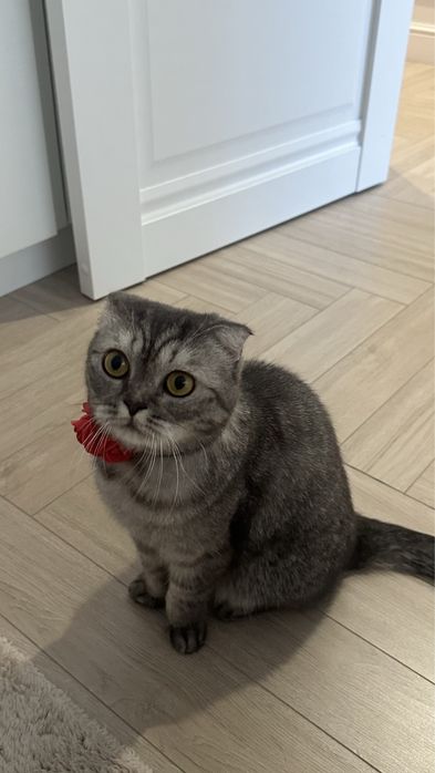 Шикарная веслоухая породистая кошка