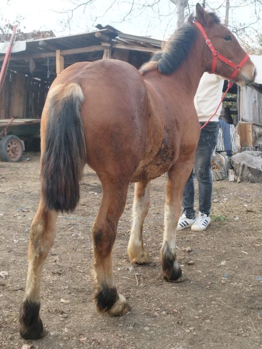 Mânz blând 1800 euro