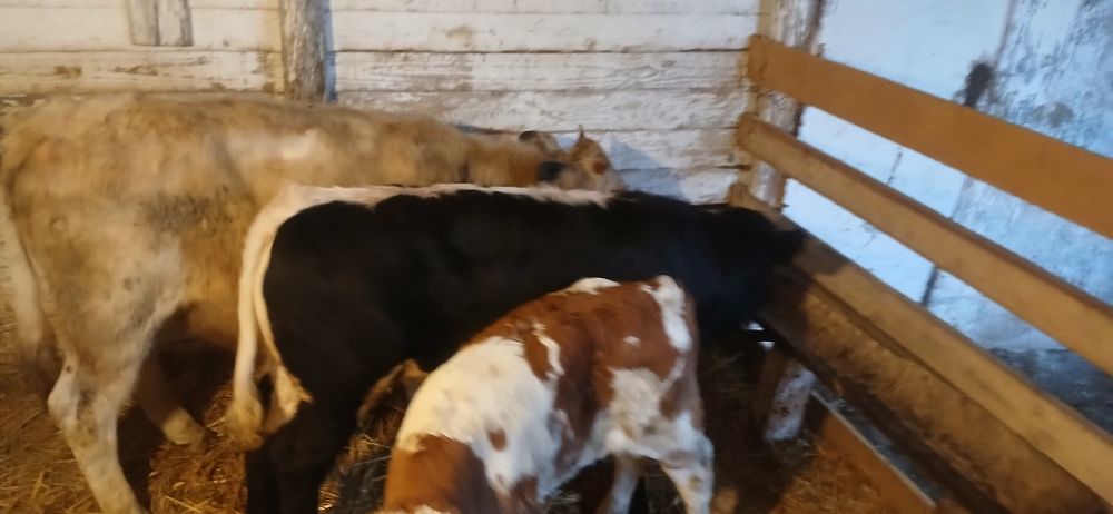 Vând viței baltati belgienii