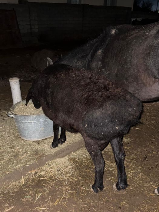 Семіз 2кошкар бар.