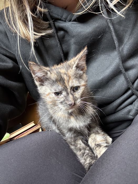 Pui de pisica pentru adoptie