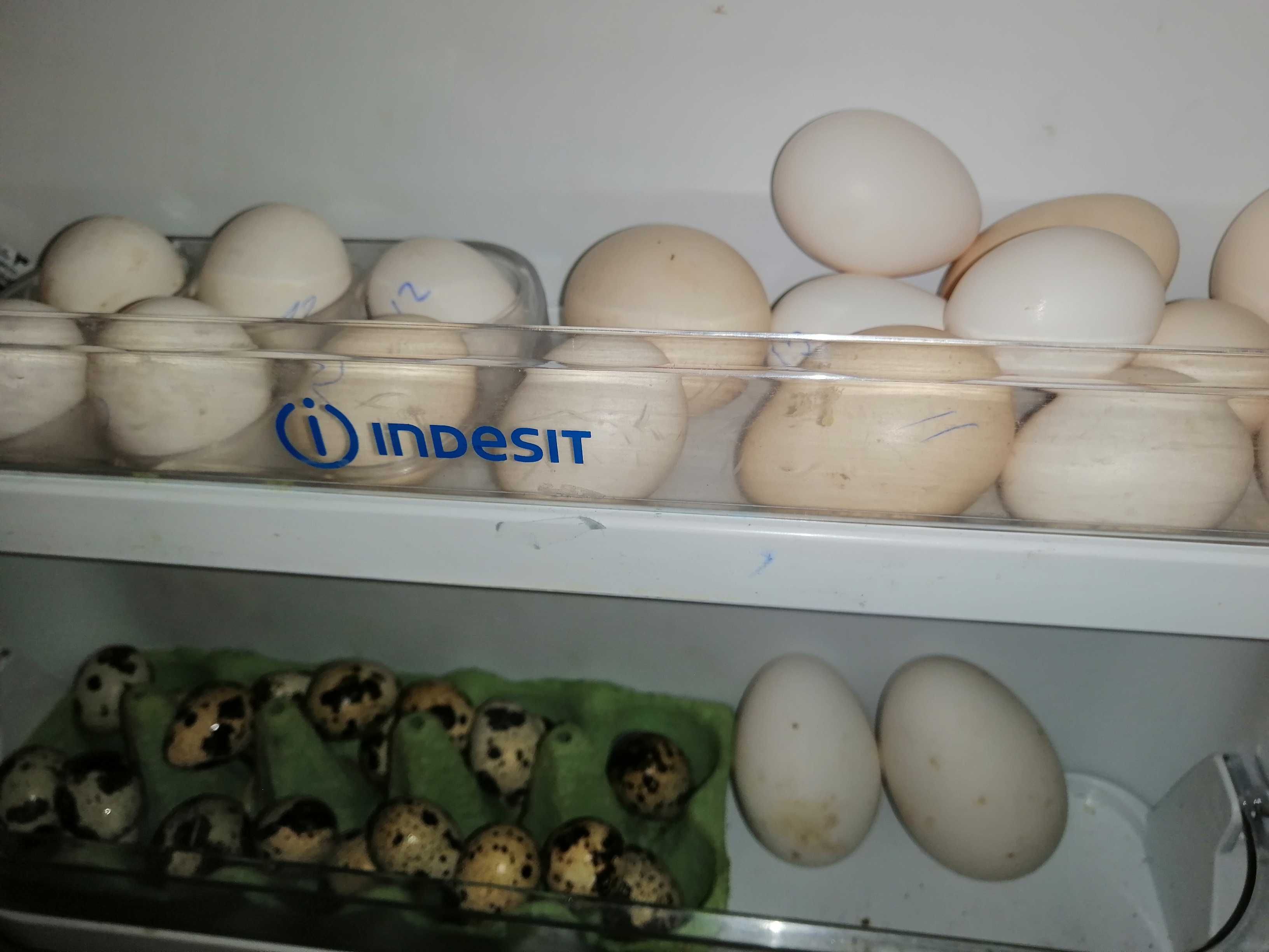 Vând ouă prepeliță, găină americană, Kabir, puține de gasca