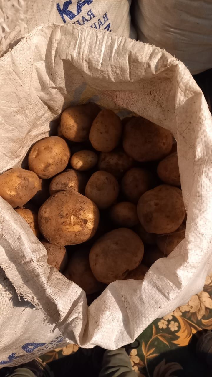 Картошка для семенаұ